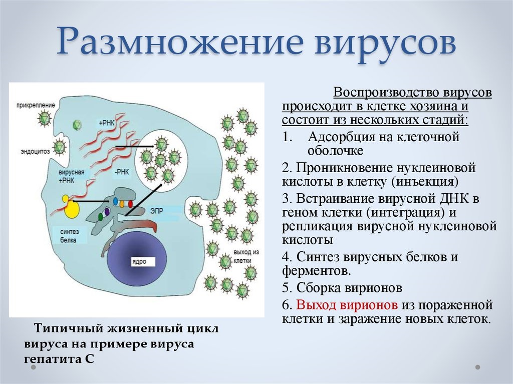 репликация вирусов